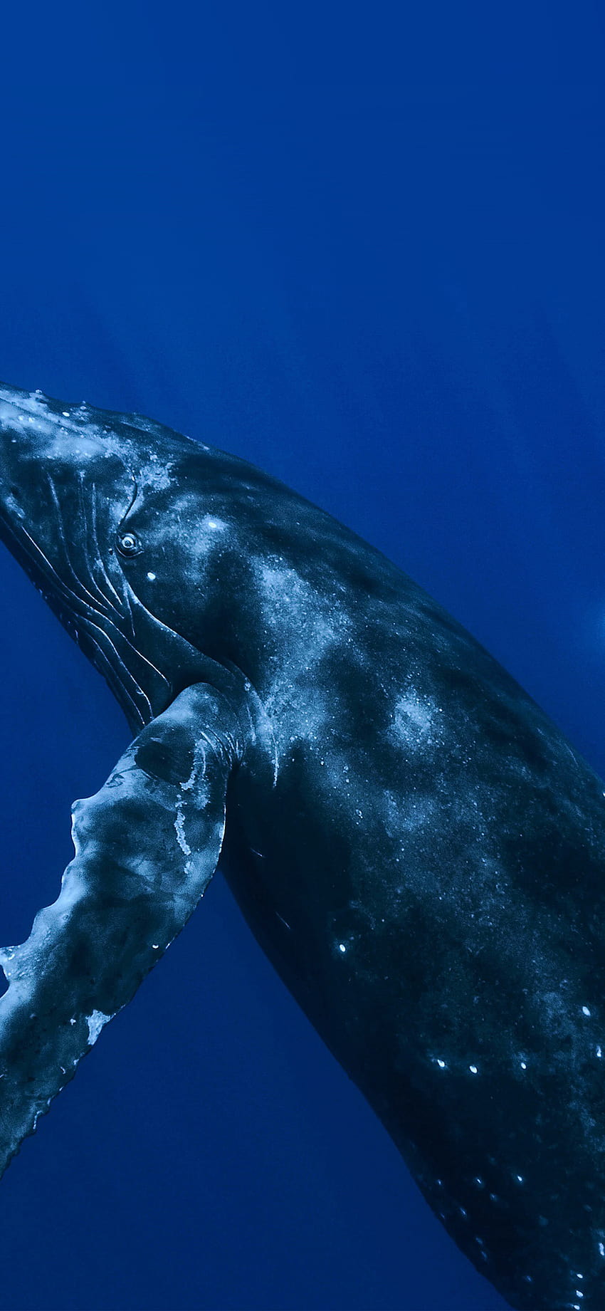 vo62, arte da baleia azul Papel de parede de celular HD