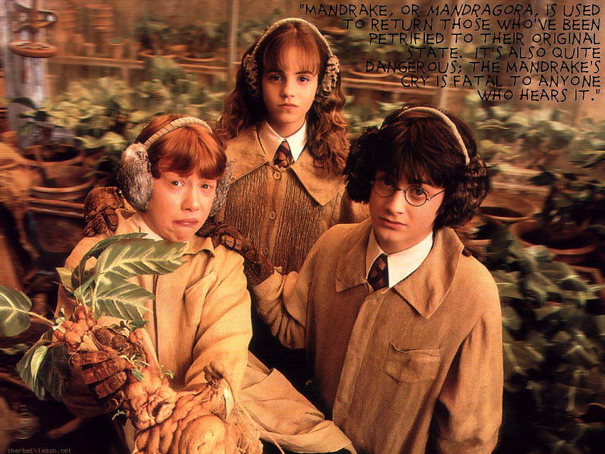 Harry Potter <3, Harry Potter Ron Weasley Hermiona Granger Tapeta HD