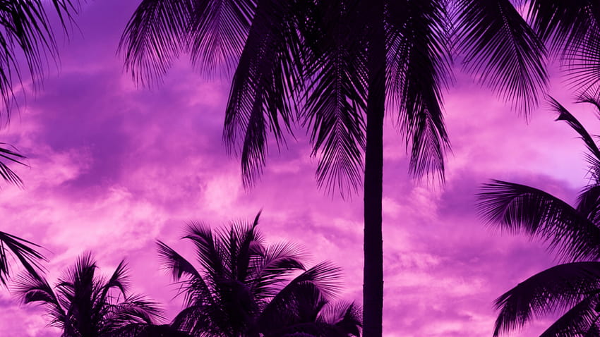 1366x768 Purple Sky, Palm Trees, Dark for, purple laptop HD wallpaper