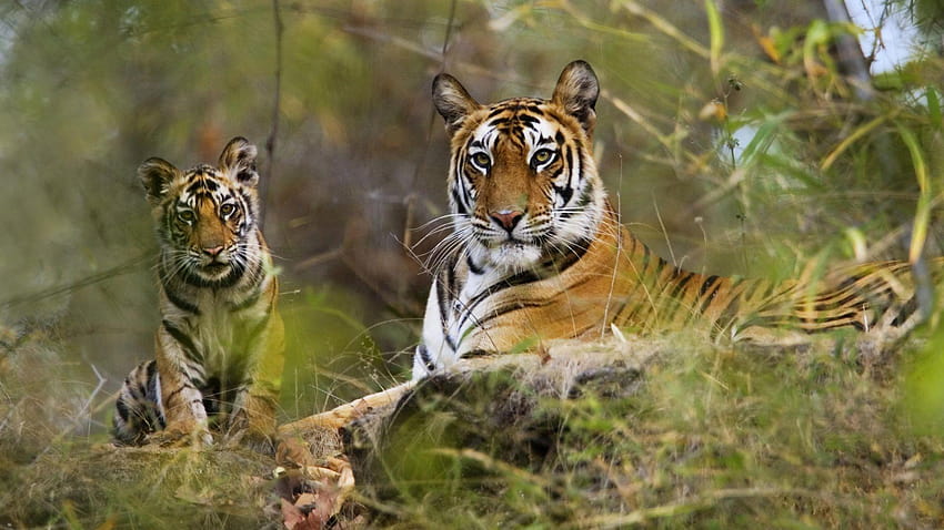 All India Tiger Census to be Taken Up in January, sunderbans national park HD wallpaper