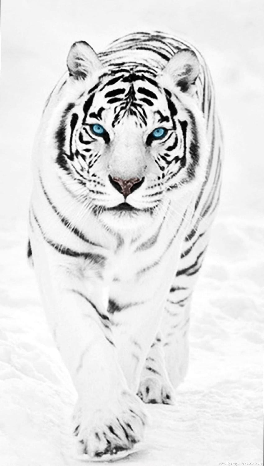Iphone 6 Plus White Tiger, czarno-białe tygrysy Tapeta na telefon HD