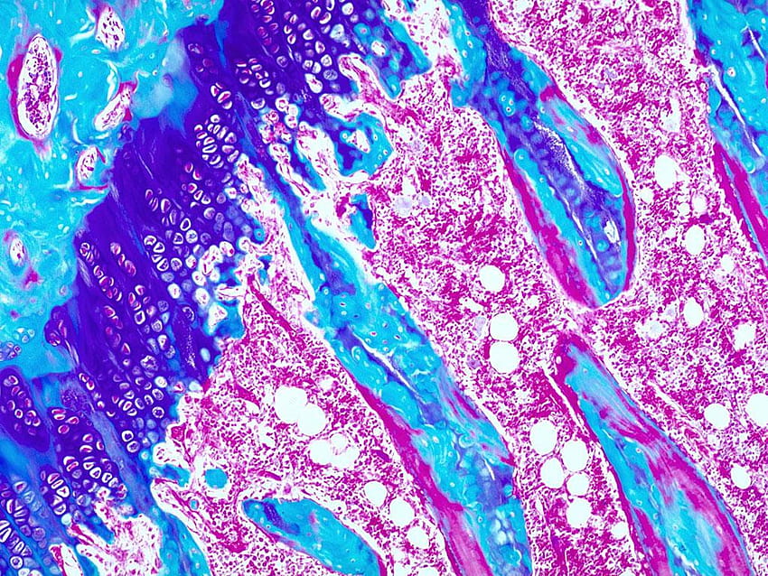 Histology Staining Related Keywords & Suggestions HD wallpaper