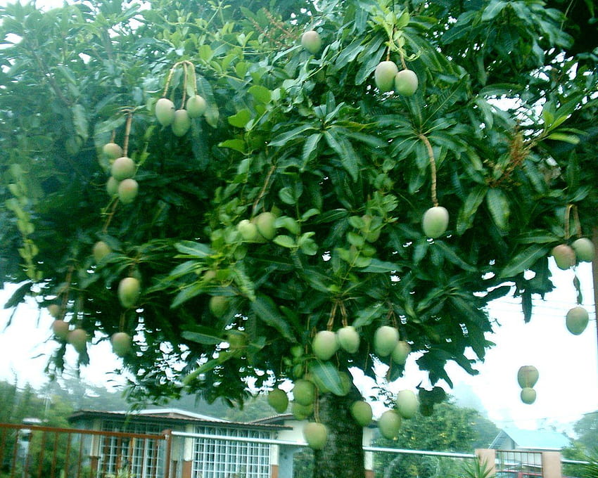 alfanso árbol de mango completo fondo de pantalla
