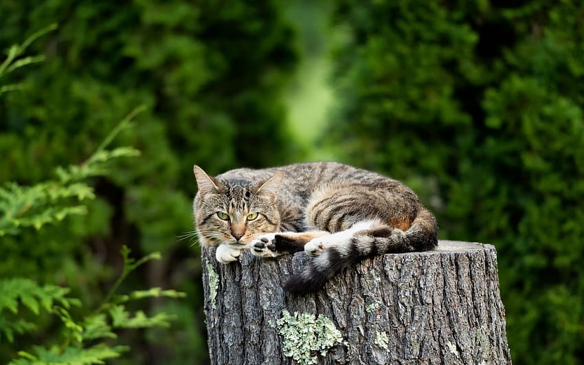 American Wirehair cat, gray cat, cute animals, cat summer HD wallpaper