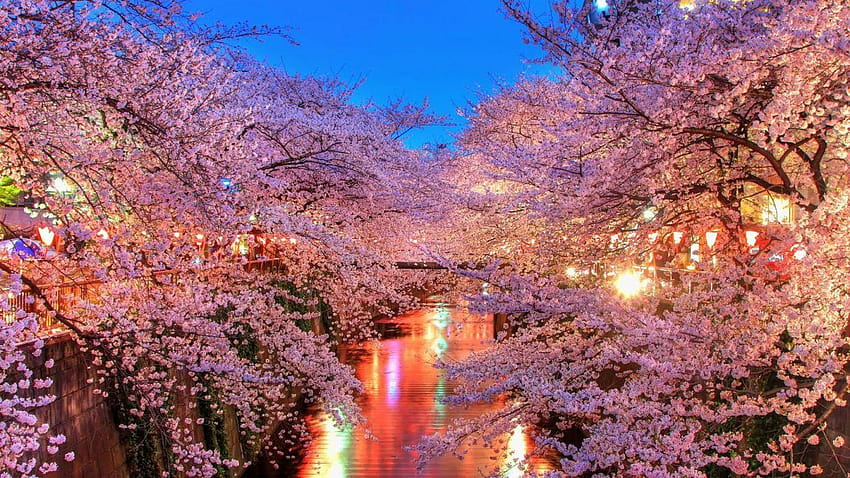 Light water night sakura tokyo spring flower peoples tree nature, sakura night HD wallpaper