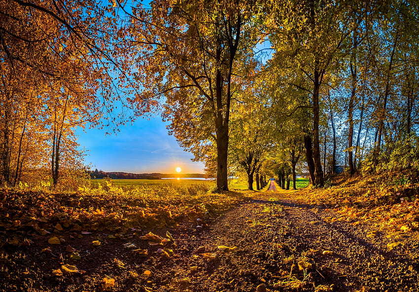 Pôr do sol das árvores da estrada do outono, pôr do sol das árvores do outono papel de parede HD