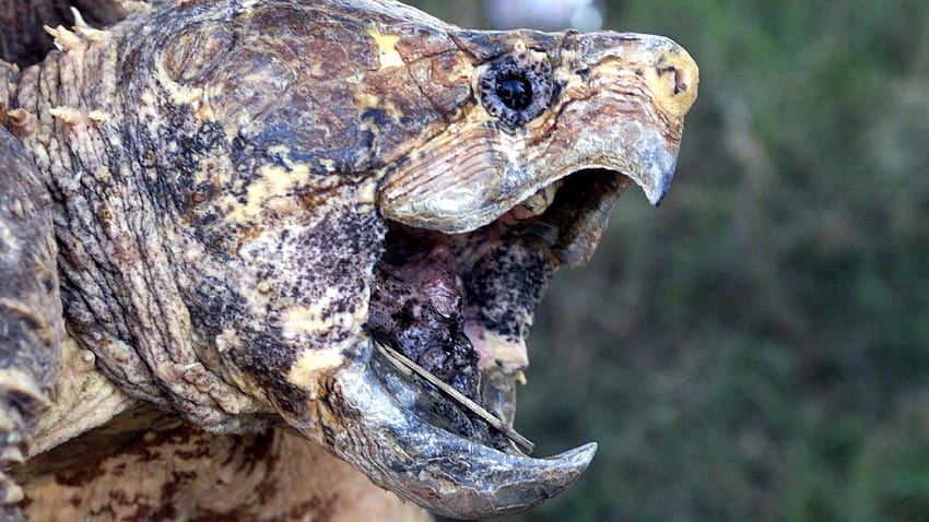 Warning issued after alligator snapping turtles found in France HD wallpaper