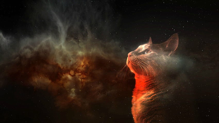 Kucing di Luar Angkasa, kucing luar angkasa Wallpaper HD