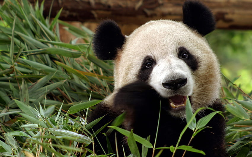 Panda Bear, real panda HD wallpaper | Pxfuel