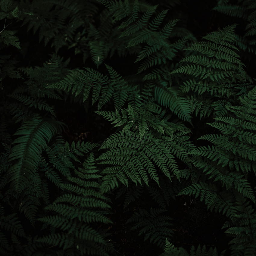 3415x3415 고사리, 잎, 조각, 식물, 녹색 고사리 잎 HD 전화 배경 화면