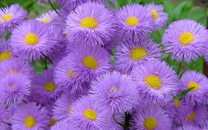 Meadow Wildflowers Aster Purple Flowers National Park Glacier Montana Usa Summer : 13 HD wallpaper