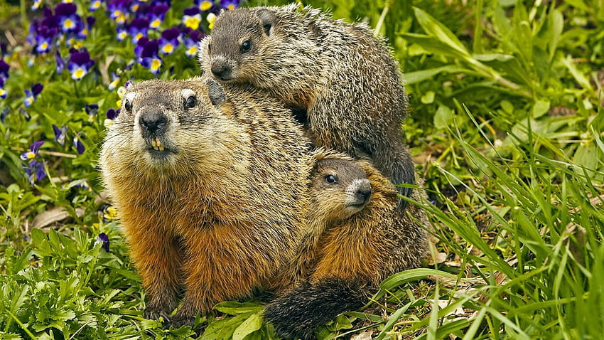 Groundhog and Facts, groundhog day 2018 HD wallpaper | Pxfuel