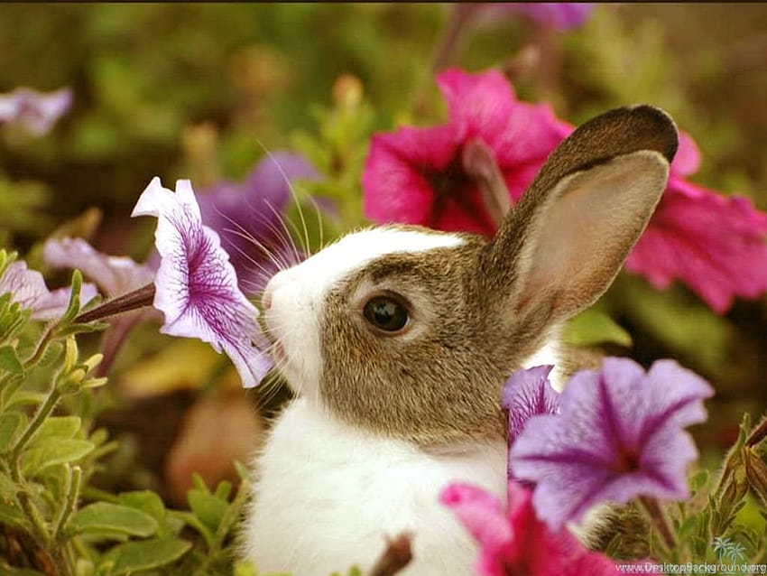Desktop   Cute White Rabbit Backgrounds 