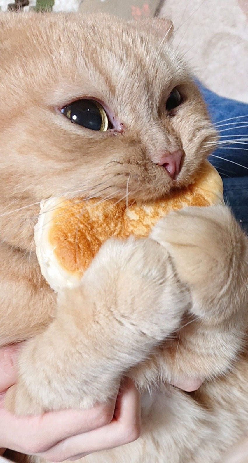 Tumblr User Explain Why Cats Are Obsessed With Eating Bread, bread cat HD phone wallpaper | Pxfuel