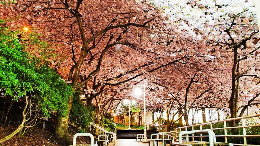 Burrard Tag : Stree Plants Blossoms Colorful White Tree, pink street HD wallpaper