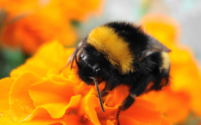the Harvesting Bumble Bee , Harvesting Bumble Bee, orange and black bumblebee HD wallpaper