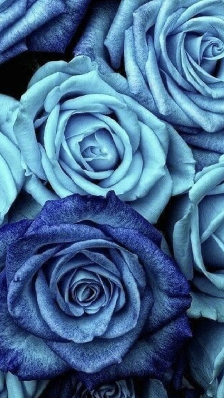 Light Blue Roses in 2021, blue crystal rose HD phone wallpaper ...
