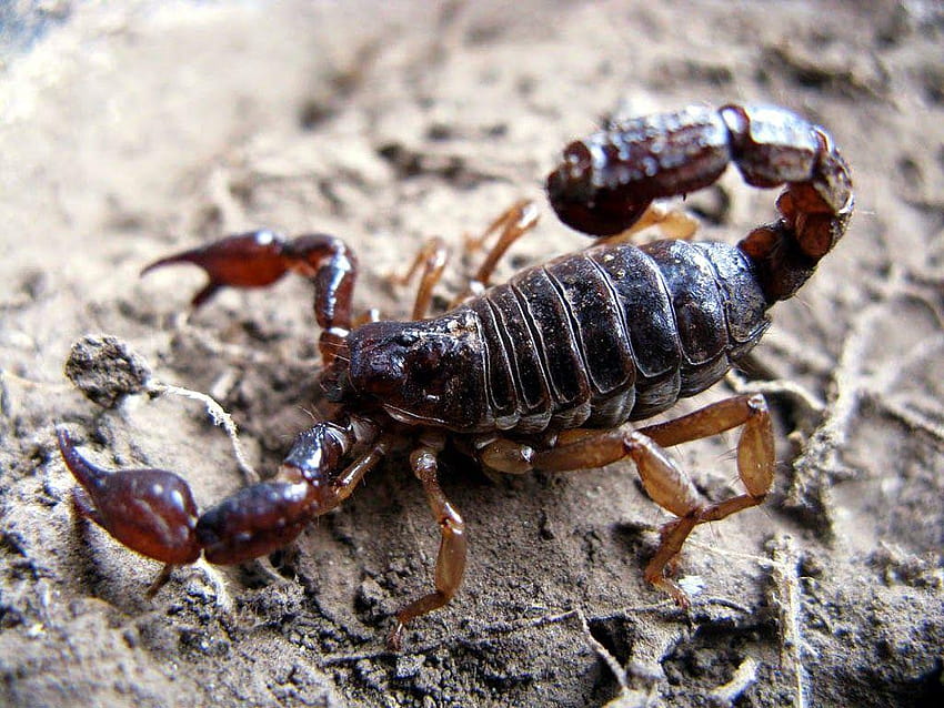 kolorowe zwierzęta skorpionów, pajęczaki skorpionów Tapeta HD
