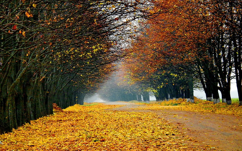 nature, Landscapes, Roads, Street, Lane, Path, Trees, Leaves, Autumn, Fall, Seasons, Color, Fog, Mist, Haze / and Mobile Backgrounds, autumn lanes HD wallpaper