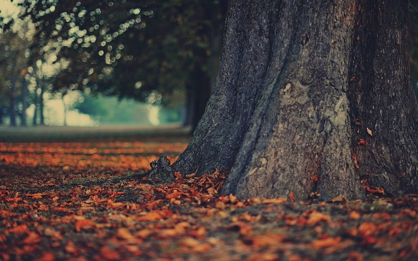 Herbstteppich aus Blättern in der Nähe von altem Baum HD-Hintergrundbild