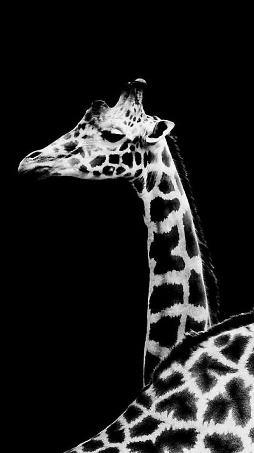 The Best 15 + Funny Animals Iphone 6, cute giraffe iphone HD phone wallpaper
