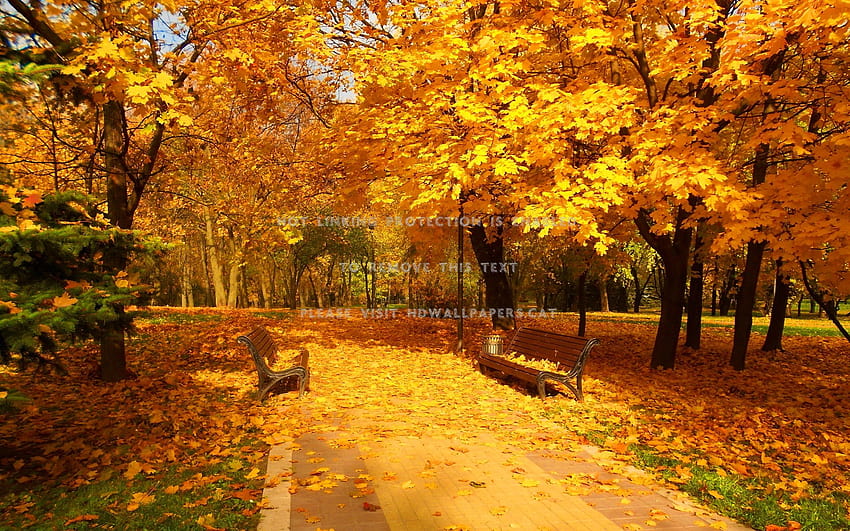 tapete de folhas lindo parque de caminhada de outono papel de parede HD