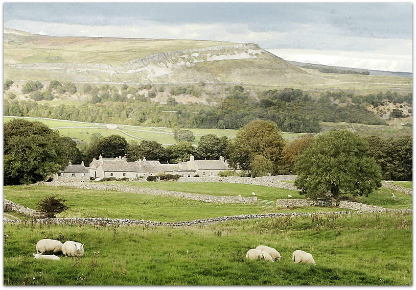 : grassland, pasture, sheep, ecosystem, grazing, herd, rural HD wallpaper