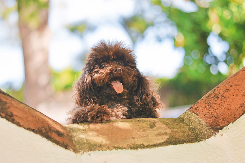 ID: 271430 / pet animal brown and toy poodle HD wallpaper