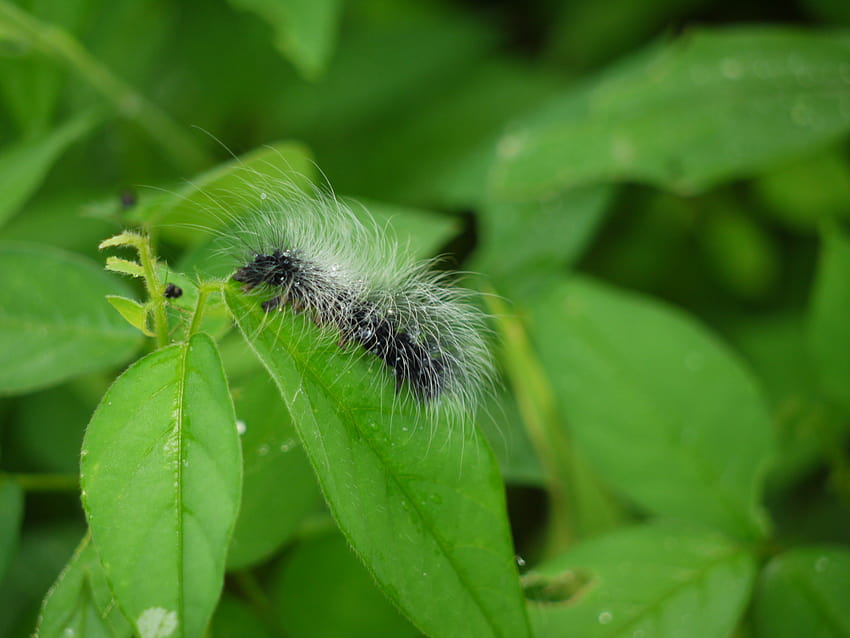 File:Woolly bear caterpillar Arctiinae sp. HD wallpaper