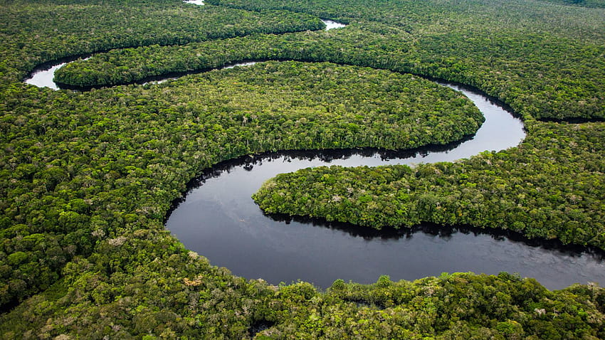 Świat bez Amazonii? Ochrona największego lasu deszczowego na Ziemi jest tematem konferencji w Princeton, amazońskiego lasu Tapeta HD