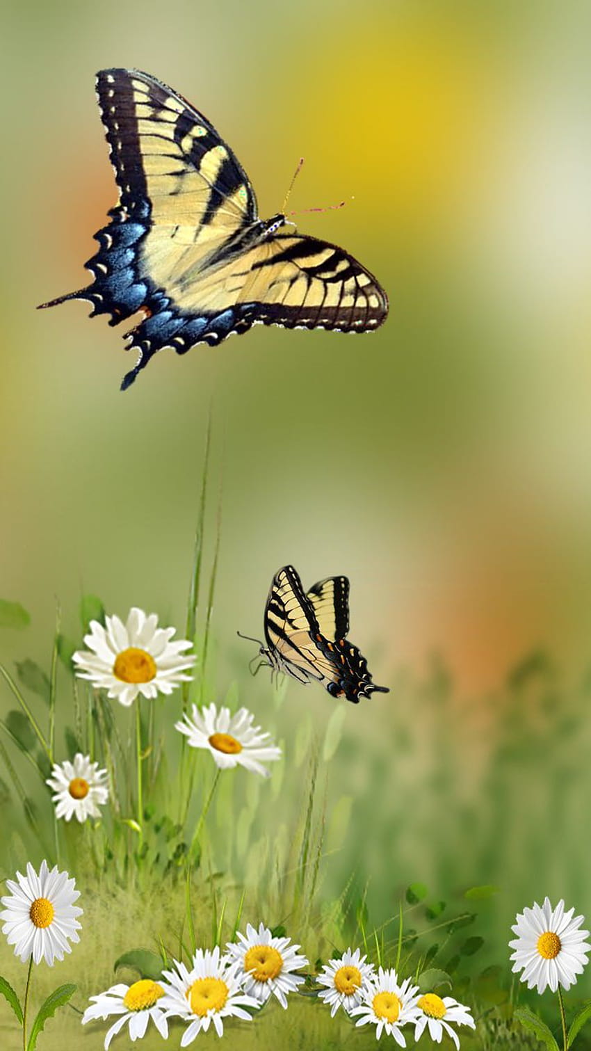 Butterfly – Mobile, butterfly android mobile HD phone wallpaper