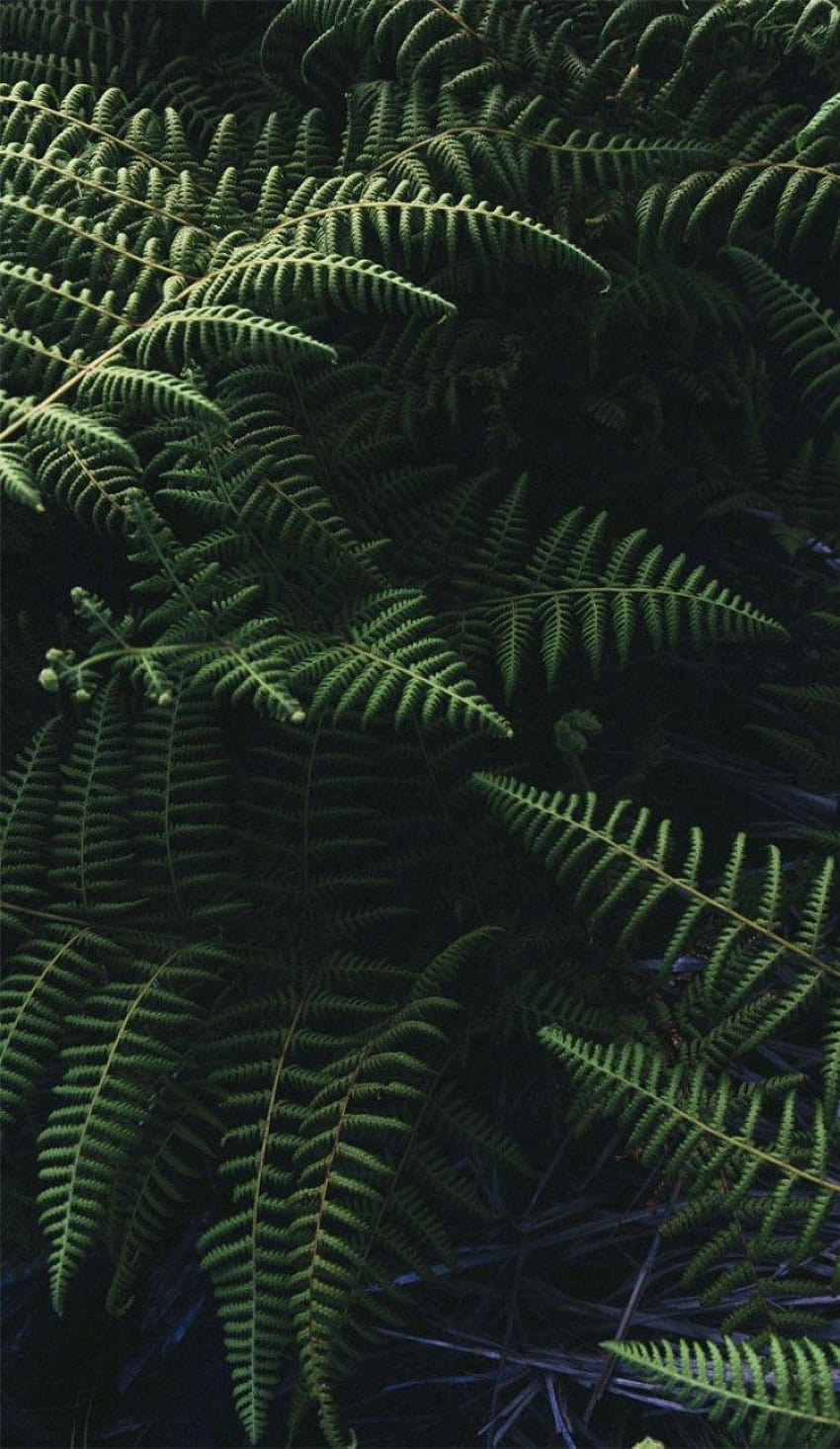 Beautiful green fern leaves, of green fern leaves, green fern leaf HD phone wallpaper