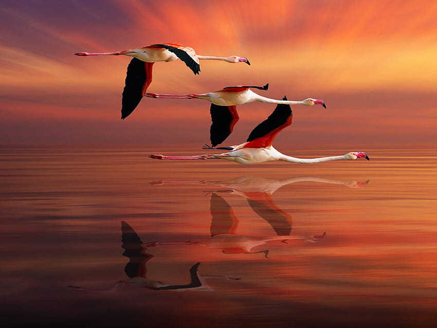 Flamingo Flying Ocean Red Sky Sunset Reflection Beautiful : 13, sunset flamingos HD wallpaper