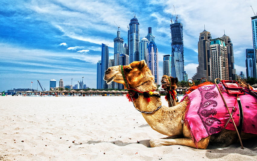 wielbłądy, R, Dubaj, plaża, Zjednoczone Emiraty Arabskie, wieżowce, Zjednoczone Emiraty Arabskie o rozdzielczości 2560x1600. Wysoka jakość, plaża w Dubaju Tapeta HD