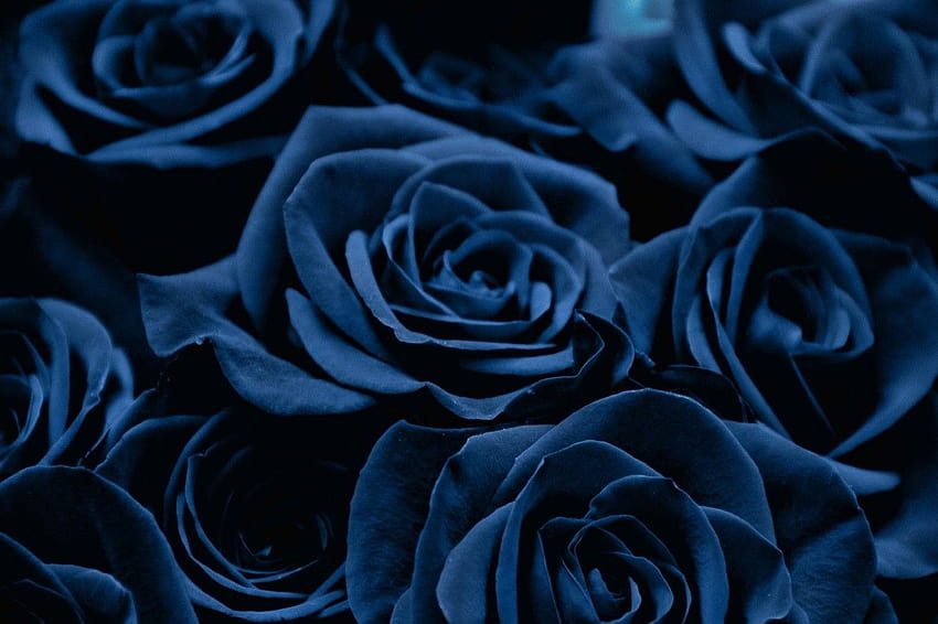 Of Blue Roses, dark blue flower aesthetic HD wallpaper