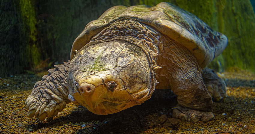 Alligator Snapping Turtle · Tennessee Aquarium Hd Wallpaper 