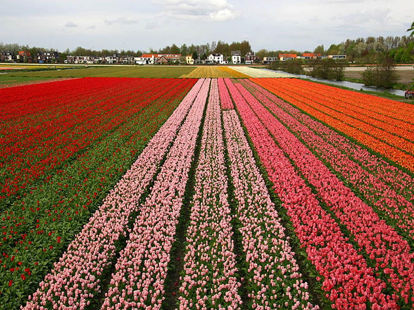 Indahnya Kebun Bunga di Belanda HD-Hintergrundbild