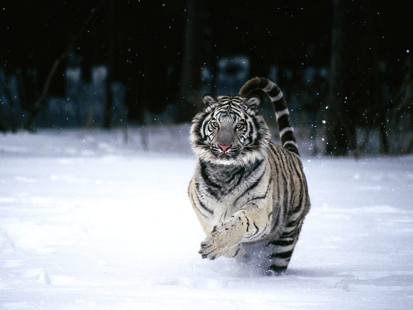 : Animales, nieve, invierno, vehículo, Tigre, hielo, Tigres blancos, gusto, clima, mamífero 1600x1200, Tigre de hielo fondo de pantalla