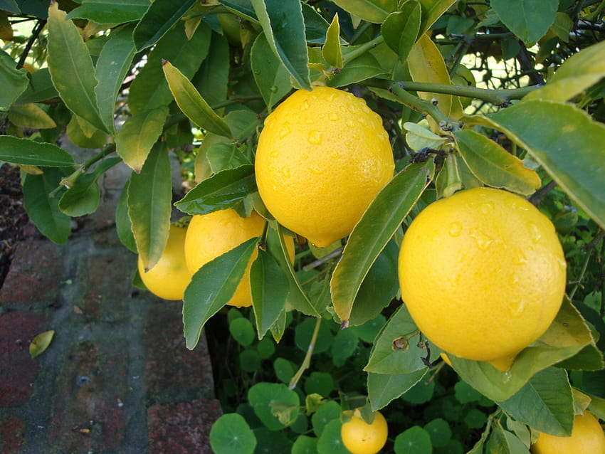 Beautiful, Lemon, Tree, ...the .co, lemon tree HD wallpaper