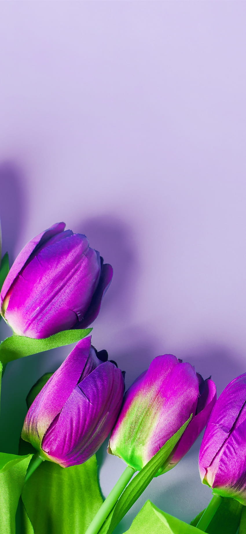 Purple tulips, flowers, light pink backgrounds 1242x2688 iPhone 11 Pro/XS  Max , background, dark purple tulip iphone HD phone wallpaper | Pxfuel