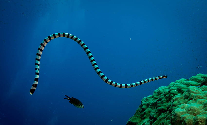 Of a sea snake dowload HD wallpaper | Pxfuel