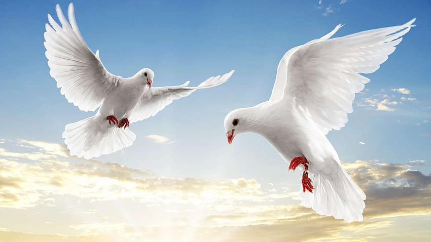 Hite Doves Flying , Sfondi, colombe bianche Sfondo HD