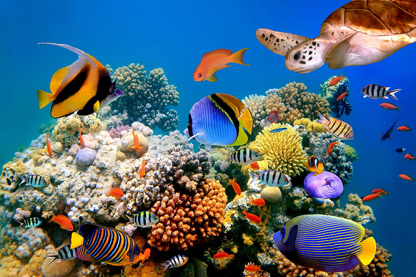 Mondo sottomarino pesci tartarughe coralli mare tropicale oceano barriera corallina, barriera corallina oceanica Sfondo HD
