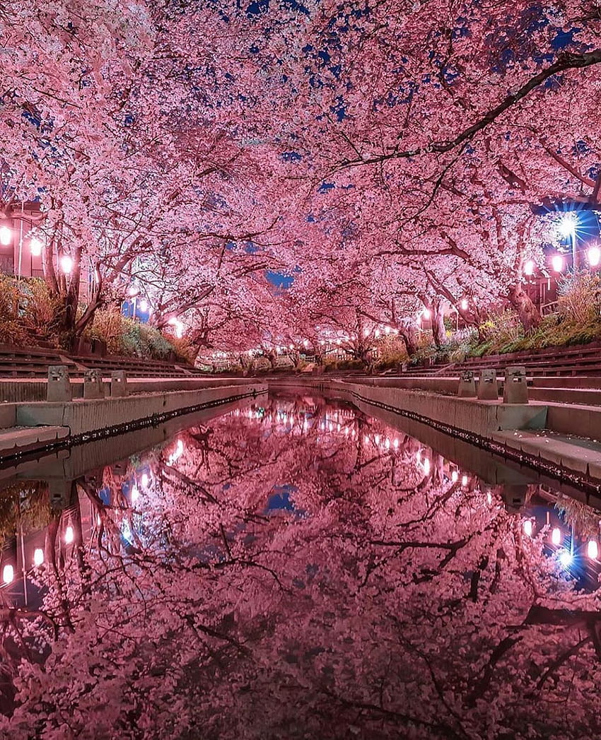 Podróże / Hotele / Natura na Instagramie: „Kwitnąca wiśnia w Japonii, letni kwiat wiśni Tapeta na telefon HD