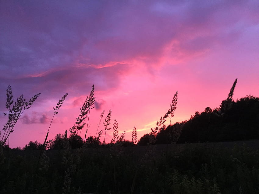 stock of field, sunset, pink sunset evening HD wallpaper