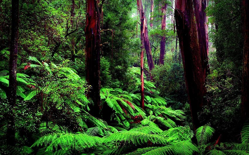 hutan hujan, hutan hujan amazon Wallpaper HD