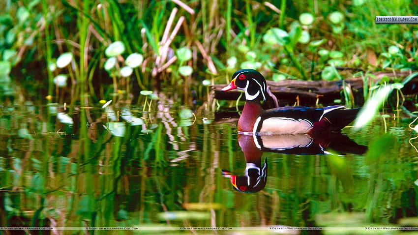 Wood Duck Drake in Marsh HD wallpaper