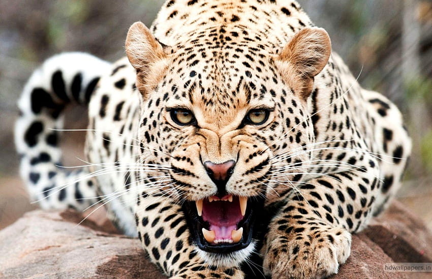 bellissimo animale ghepardo Sfondo HD