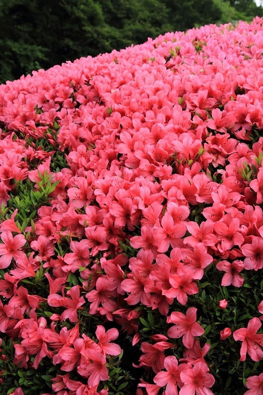 800x1200 azaleas, shrubs, flowering, beautiful HD phone wallpaper