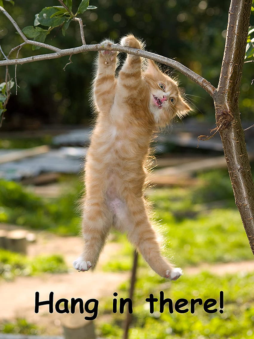 Hang in There Cat Poster HD phone wallpaper